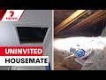Adelaide grandmother shocked as night noises, missing food turn out to be roof squatter | 7NEWS