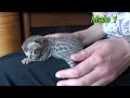 kittens Alfajiri Uzuri Udibaji at 2 weeks