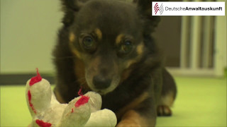Kollege Hund – Was rechtlich bei Vierbeinern am Arbeitsplatz gilt Kollege Hund – Was rechtlich bei Vierbeinern am Arbeitsplatz gilt