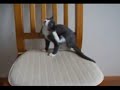 my cat