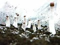 Mushrooms growing in casing layer Mushrooms growing in casing layer
