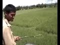 Tiger Spotting in Kaziranga