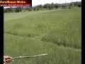 Tiger Spotting in Kaziranga