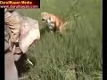 Tiger Spotting in Kaziranga
