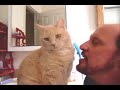 FUNNY CATS ~ KISSING CAT ~ ANIMAL FUN ~ MY COOL CATS FUNNY CATS ~ KISSING CAT ~ ANIMAL FUN ~ MY COOL CATS