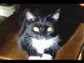 FUNNY CATS ~ KISSING CAT ~ ANIMAL FUN ~ MY COOL CATS FUNNY CATS ~ KISSING CAT ~ ANIMAL FUN ~ MY COOL CATS