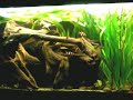 420 liters tropical Asia fish tank / Asienbecken [2/3]