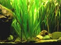 420 liters tropical Asia fish tank / Asienbecken [2/3]