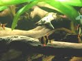 420 liters tropical Asia fish tank / Asienbecken [2/3]