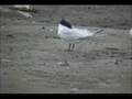 Sandwich Tern (Director's Cut)
