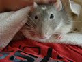 Willard - Bruxing and boggling