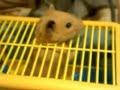Henry the Hamster discovers the computer screen. Henry the Hamster discovers the computer screen.