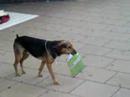 dog with the newspaper