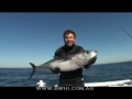 Spearfishing Blue Fin Tuna in Portland, Victoria