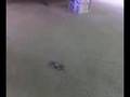 Luke'sTinySkateboard