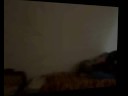 Cat\ Cat\
