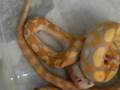 Python Reticulated (Python Reticulatus) Albino Purple!!
