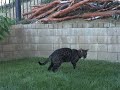 Cats Playing in the Backyard Cats Playing in the Backyard