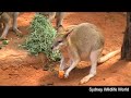 Australiaj bestoj - Australian animals
