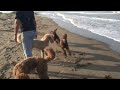 Sonnenhügelpudel im Spanienurlaub/ Treibjagd