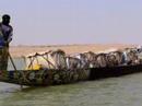 This video clip of a fully-loaded pinasse (boat) on the Bani River near Mopti, Mali was taken on 21 January 2008. The confluence of the Bani River and Niger River is located near Mopti. For information about Mopti, please refer to http://en.wikipedia.org/wiki/Mopti. For information about the Niger River, please refer to http://en.wikipedia.org/wiki/Niger_river. For information on the Bani River, please refer to http://en.wikipedia.org/wiki/Bani_River. (more)