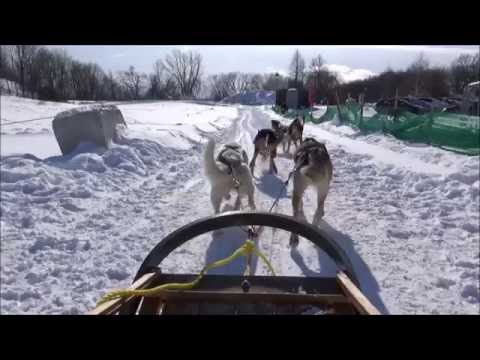 VIDEO: Dog Sledding