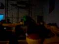 videos de toro paullii