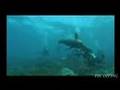 Lapaz diving（ラパス　アシカとダイビング）
