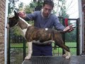 Kennel Coraje bullterriers, argentina