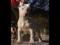 Kennel Coraje bullterriers, argentina