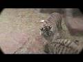 Baby Tigers Playing