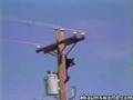 bear playing with da light post