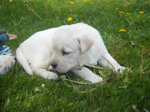 cooper at 4 weeks of age a akc male creme lab puppy