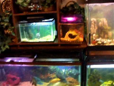 LIV FISH