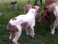 Buster Buster