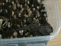 My Hatchling Central netted  Southern angle headed Dragons
