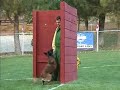 Chaos - French Ring II - Belgian Malinois