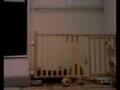 videos de Houdini Chihuahua