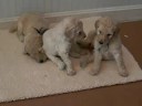 30 Day Old Cream Female pups 30 Day Old Cream Female pups