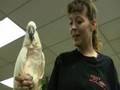 Second Chance Bird Rescue