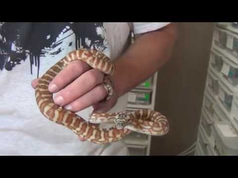 YouTube reptile video