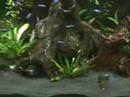 My Fish Tanks
