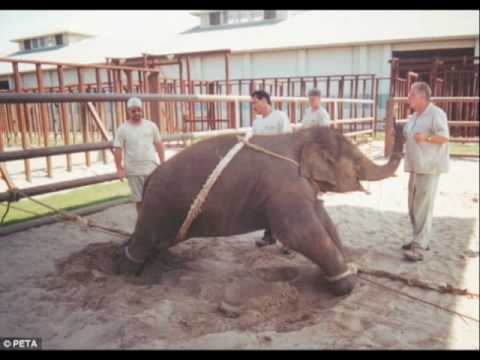 how to train elephants