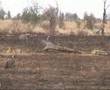 Krugerpark deel 3