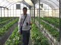 Strawberry-Picking-i