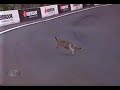 Kangaroo On track Kangaroo On track