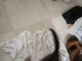 videos de The Hungry Kitten
