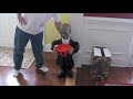 Millie the boxer vs. the Spooky Halloween Butler