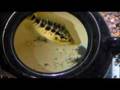 Parachromis Honduras