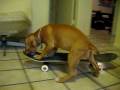 videos de Rooster Skates